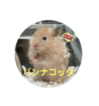谷川家のとら夫さん2（ハムスター）（個別スタンプ：17）