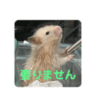 谷川家のとら夫さん2（ハムスター）（個別スタンプ：18）