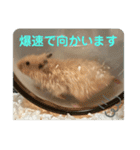 谷川家のとら夫さん2（ハムスター）（個別スタンプ：22）