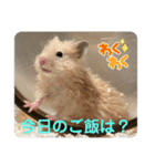谷川家のとら夫さん2（ハムスター）（個別スタンプ：23）