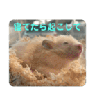 谷川家のとら夫さん2（ハムスター）（個別スタンプ：24）