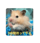 谷川家のとら夫さん2（ハムスター）（個別スタンプ：29）