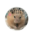 谷川家のとら夫さん2（ハムスター）（個別スタンプ：32）