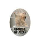 谷川家のとら夫さん2（ハムスター）（個別スタンプ：33）