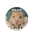 谷川家のとら夫さん2（ハムスター）（個別スタンプ：34）