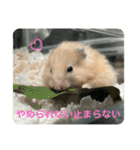 谷川家のとら夫さん2（ハムスター）（個別スタンプ：35）