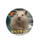谷川家のとら夫さん2（ハムスター）（個別スタンプ：37）