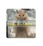 谷川家のとら夫さん2（ハムスター）（個別スタンプ：40）