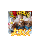 ni-na ④（個別スタンプ：7）