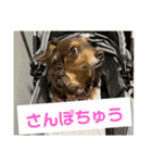 チワックスのまるくんスタンプ（個別スタンプ：23）