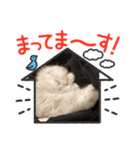 いやしのニャンコⅦ（個別スタンプ：13）