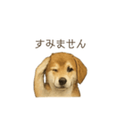 ほんのりリアルな犬の気持ち（個別スタンプ：2）