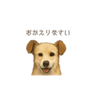 ほんのりリアルな犬の気持ち（個別スタンプ：10）