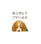 ほんのりリアルな犬の気持ち（個別スタンプ：11）