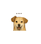 ほんのりリアルな犬の気持ち（個別スタンプ：13）