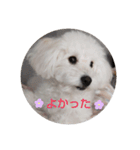 Latte ♡ ラテ（個別スタンプ：3）