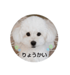 Latte ♡ ラテ（個別スタンプ：4）