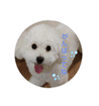Latte ♡ ラテ（個別スタンプ：7）