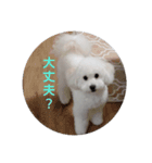 Latte ♡ ラテ（個別スタンプ：8）
