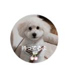 Latte ♡ ラテ（個別スタンプ：16）