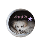 Latte ♡ ラテ（個別スタンプ：20）