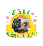 2025年 王子と神美夢③（個別スタンプ：12）