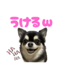 ぽてとまめVol.4（個別スタンプ：16）