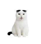 おもしろスコティッシュフォールド （NT）（個別スタンプ：3）