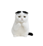 おもしろスコティッシュフォールド （NT）（個別スタンプ：8）