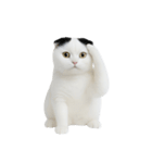 おもしろスコティッシュフォールド （NT）（個別スタンプ：10）