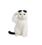 おもしろスコティッシュフォールド （NT）（個別スタンプ：30）