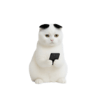 おもしろスコティッシュフォールド （NT）（個別スタンプ：36）