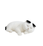 おもしろスコティッシュフォールド （NT）（個別スタンプ：37）