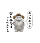お猫様の吹き出しスタンプ7（個別スタンプ：3）