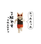 お猫様の吹き出しスタンプ7（個別スタンプ：10）
