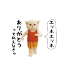 お猫様の吹き出しスタンプ7（個別スタンプ：11）