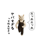 お猫様の吹き出しスタンプ7（個別スタンプ：20）