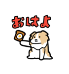 日常でも使える！ボーダーコリー！茶白（個別スタンプ：1）
