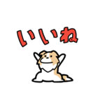 日常でも使える！ボーダーコリー！茶白（個別スタンプ：3）