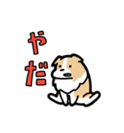 日常でも使える！ボーダーコリー！茶白（個別スタンプ：5）