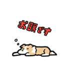 日常でも使える！ボーダーコリー！茶白（個別スタンプ：11）