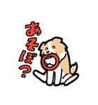 日常でも使える！ボーダーコリー！茶白（個別スタンプ：12）