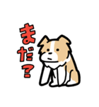 日常でも使える！ボーダーコリー！茶白（個別スタンプ：13）
