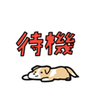 日常でも使える！ボーダーコリー！茶白（個別スタンプ：17）