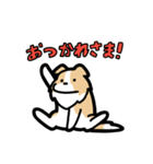 日常でも使える！ボーダーコリー！茶白（個別スタンプ：18）