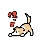 日常でも使える！ボーダーコリー！茶白（個別スタンプ：19）