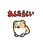 日常でも使える！ボーダーコリー！茶白（個別スタンプ：21）