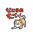 日常でも使える！ボーダーコリー！茶白（個別スタンプ：24）