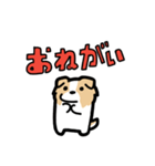 日常でも使える！ボーダーコリー！茶白（個別スタンプ：35）