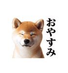 動く！リアルな柴犬（個別スタンプ：2）